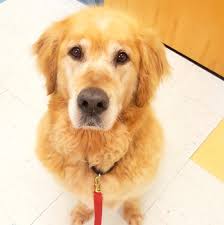 We highly recommend that any dog lover looking for a new pet to adopt or rescue instead of buying. Adopt A Golden Yankee Golden Retriever Rescue Inc
