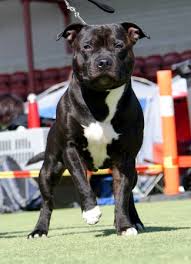 The staffordshire bull terrier is a stable, intelligent, affectionate and obedient dog. Staffordshire Bull Terrier Breed Information History Health Pictures And More