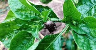 combat pests in your veggie garden with