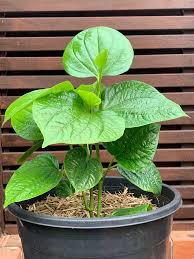 betel leaf plant growing guide the