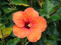 Image result for flowers of all colors flowers "flowers"
