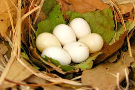 easy tips for wild bird egg identification
