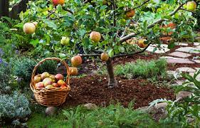 grow little fruit trees for big rewards