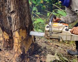 A reliable tree trimming, cutting & removal company in alpharetta. Tree Service Removal Melbourne Tree Trimming Voted 1