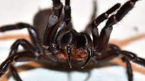 Самый страшный паук в мире