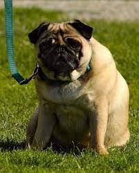 Surprisingly, the phrase fat dog names is searched online frequently. Five Fat Dog Breeds Pethelpful
