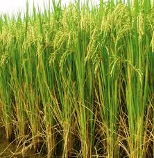 COMMERCIAL RICE PRODUCTION: A BOOSTER FOR ECONOMY PROSPERITY – AGROPRENEURS ZONE
