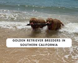 We require contracts, home visits, adoption application. 5 Best Golden Retriever Breeders In Southern California 2021 We Love Doodles