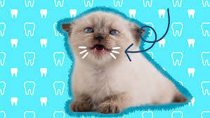 when do cats lose their baby teeth