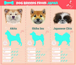Dogs Breed Vector Infographics Types Of Dog Breeds From Japan