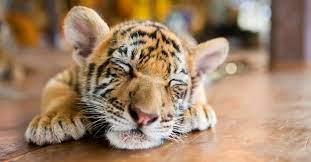 baby tiger 5 cub pictures 5 facts