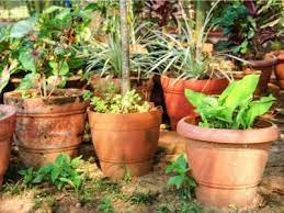 grow a tree container garden planting