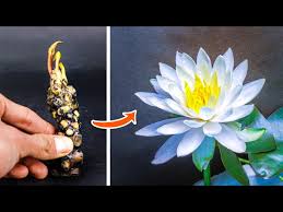 white water lily flower time lapse