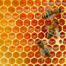 San Antonio has big plans for its new honey bees – Airport World