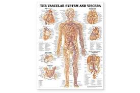 Vascular System And Viscera Anatomical Chart