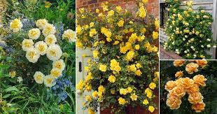 yellow rose meaning 22 best varieties