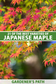21 of the best anese maple varieties