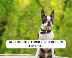 boston terrier breeders in florida