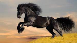 cute horse wallpapers 68 images