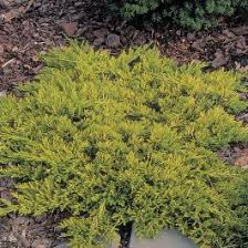 jeneverbes juniperus horizontalis
