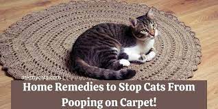stop cats from ing on carpet