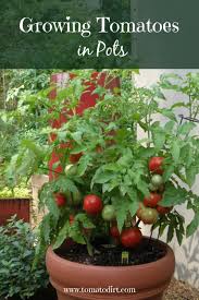 Growing Tomatoes In Pots What You Need