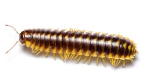 Why Are Millipedes Inside Our Homes