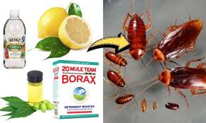 get rid of roaches permanently