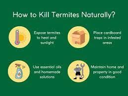 what kills termites exploring home