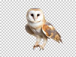 Premium Psd Barn Owl Tyto Alba