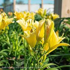 hemerocallis endlesslily yellow daylily