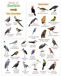 list of birds found in zambia with pictures
