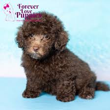 mini poodle puppy adopted in aventura