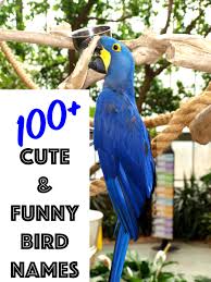 100 cute and funny bird names from mr
