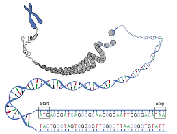 chromosomes contain our genetic code