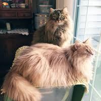 Even cats who lose weight due to diet or illness still have these belly flaps. thousands shocked by revealing post. Siberian Cats Heavnzsent Siberians