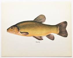 tench vintage fish print 1960s colour