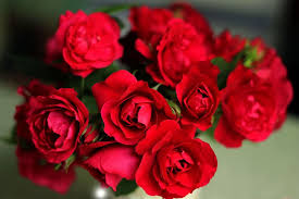 hd wallpaper roses red roses nature