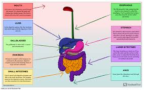 digestive system diagram activity