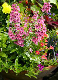 meet 12 of the best container plants