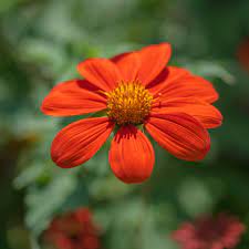 Maybe you would like to learn more about one of these? Mexican Sunflowers Plant Care Growing Guide