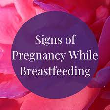 signs of pregnancy while tfeeding
