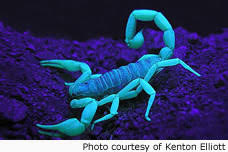 Photon Uv Scorpion Finder Uv Blacklight Scorpion Detection Photonlight Com