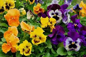 top 20 summer flowers in india to grow