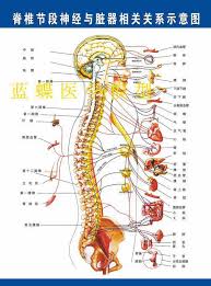 Vertebral Nerve Organ Correlation With The Schematic Map Of