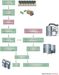 Overview Of Cellulosic Ethanol Production Learn Science At