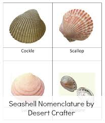 Shell Classification Related Keywords Suggestions Shell