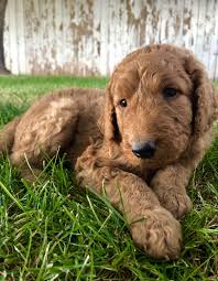 Our puppies are well socialized and get plenty of playtime with us. Goldendoodle Puppies For Sale Flagstaff Az 306744