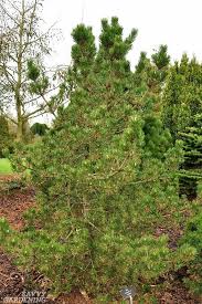 Dwarf Evergreen Trees 15 Exceptional Choices For The Yard