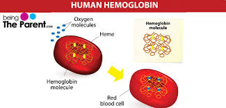 Hemoglobin Levels During Pregnancy Being The Parent
